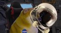 cheems dog goes to space