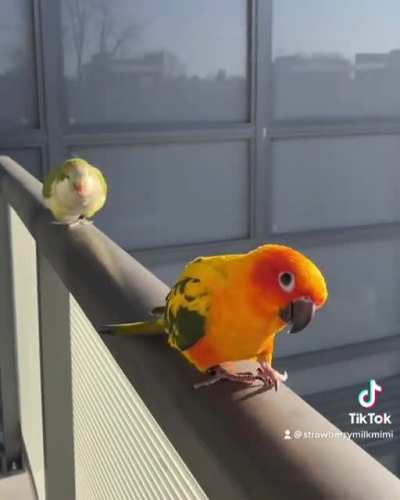 Conga bird line