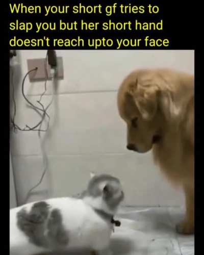 doggo smiled