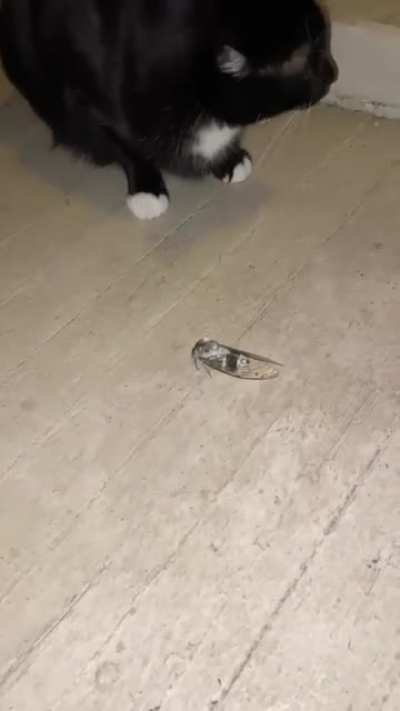 Cat pokes bug, immediately regrets it