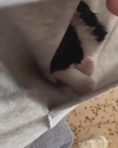 It's so cute
