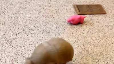 Just an Armadillo playing with a toy