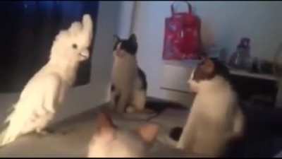 meow