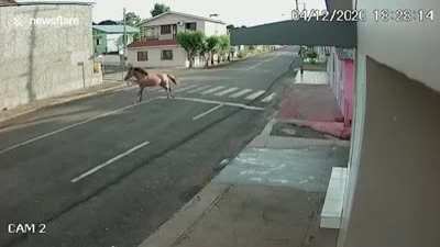 Shocking moment loose horse crashes into house in Brazil