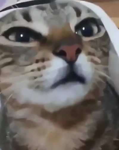 Arab Cat