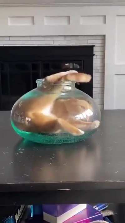 Cat and vase