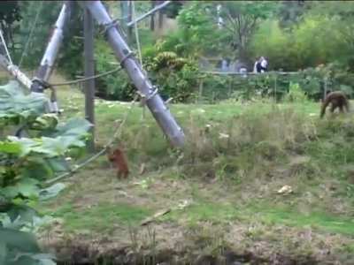 Mama Orangutan is having a rough day, as her baby throws a tantrum and refuses to leave the playground