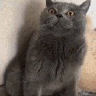 You will regret this one day, human