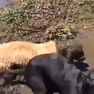 Mud retrievers
