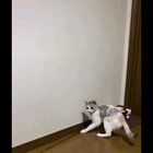 They are evolving