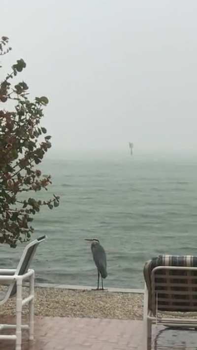 This heron has been standing in the same spot for an hour...also a pluviophile