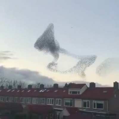 The coordination of these birds flying together is almost hypnotic