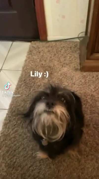 Lily :)