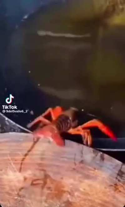 WARNING: BLUE LOBSTER'S BORTHER DYING!