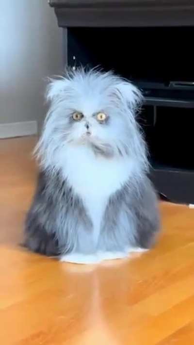 Feline Grinch