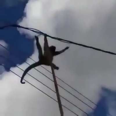 Macaco 😎