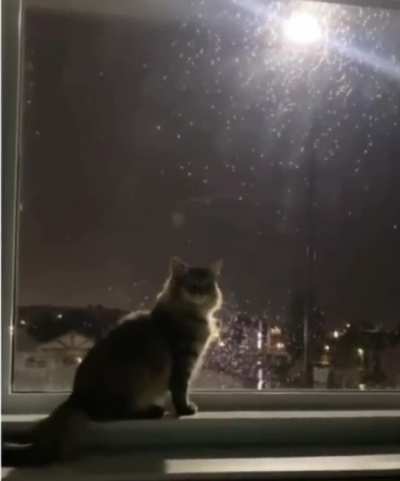 I AM THE ONE WHO MEOWS!