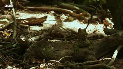 The Reptile Who Walked With Dinosaurs ((source: BBC Earth on YT))