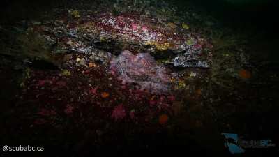 🔥 A Giant Pacific Octopus Taking a Nap On a Deep Wall [OC]