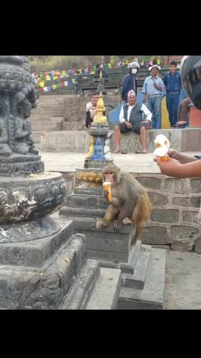 monkeys