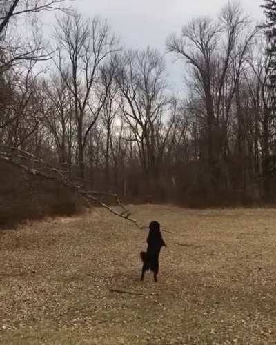 You got it Gus! Bring me that stick 👊🏼👊🏼