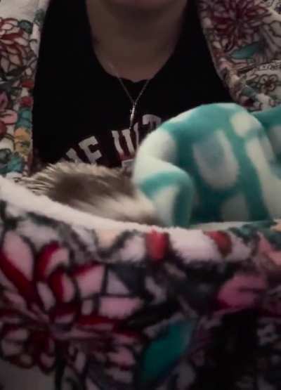 Pippin says “Greetings!”