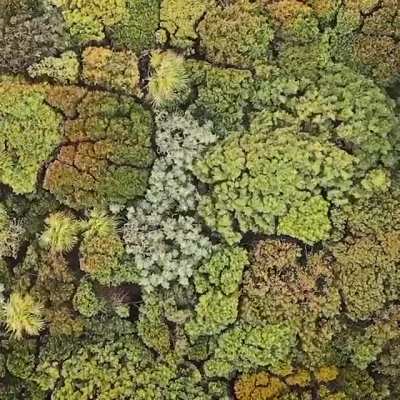 Windy Forest Seen From Above