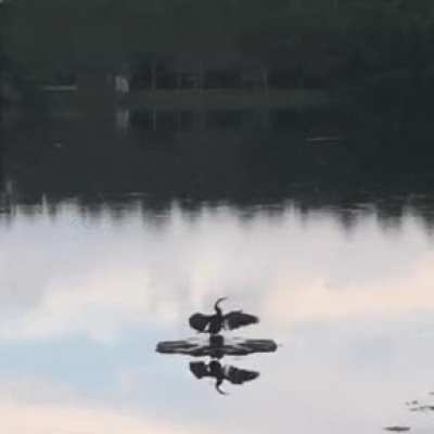 Bird in solitude