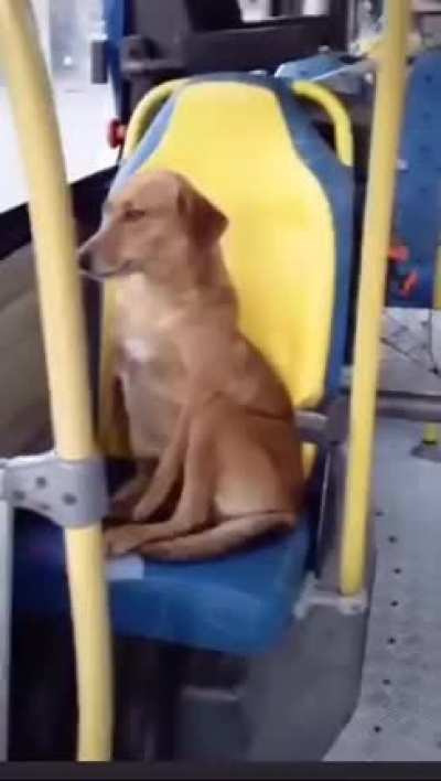 Caramel dogo wants a free ride