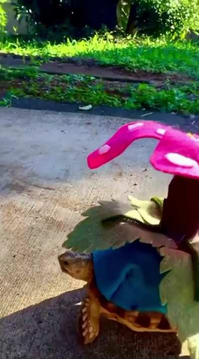 Who’s that Pokémon?