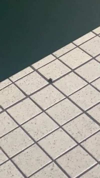 Filming this spider didn’t go as planned…