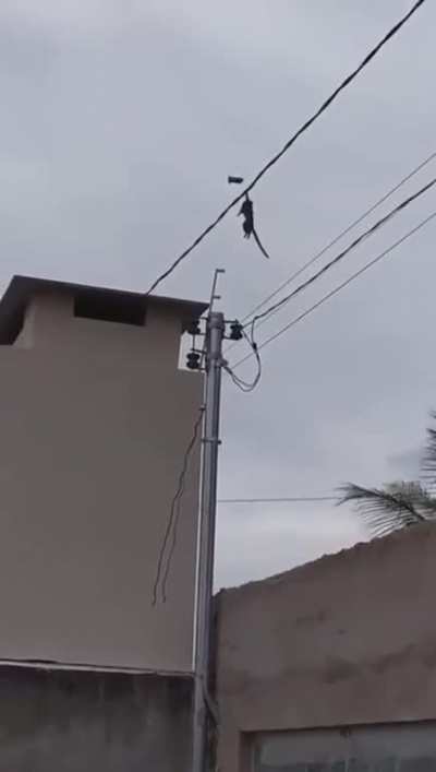 Monkey on a wire