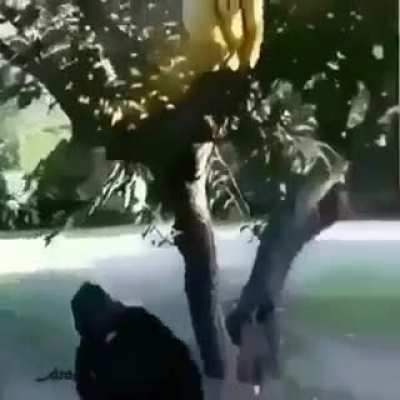 Going bananas