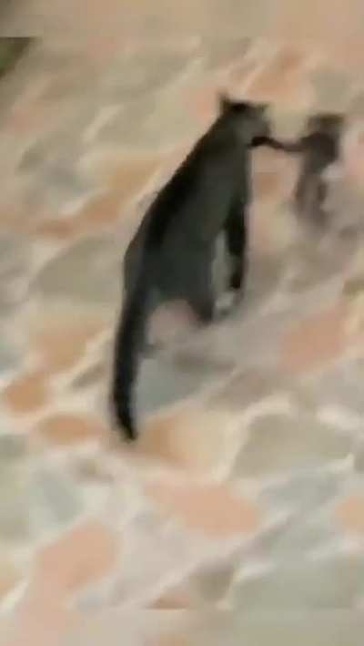 Cat Predator 