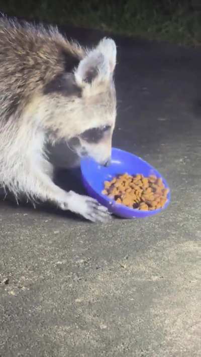 Critter cam