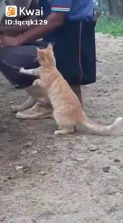 gato