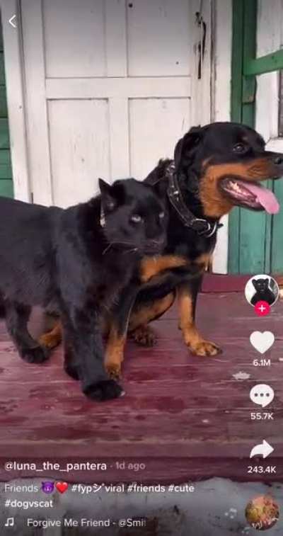 Unexpected best friends