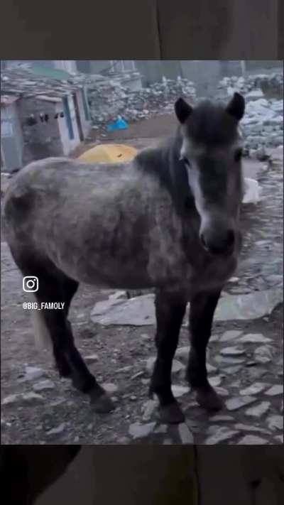honse jumpscare