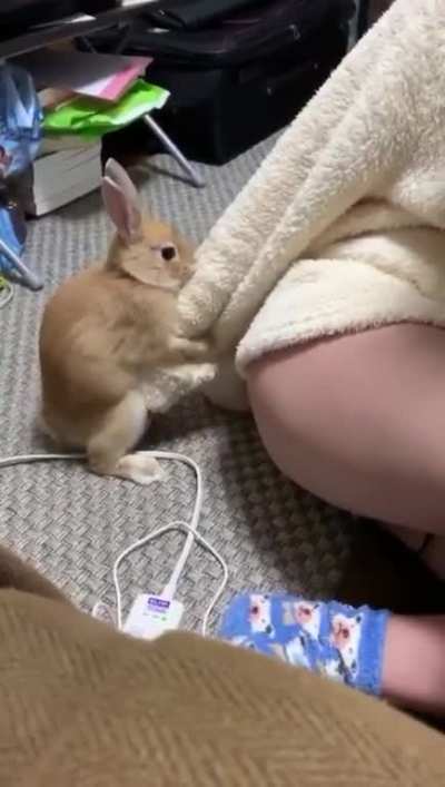 Rabbit go brrr