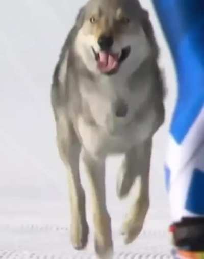 A dog named Nazgûl just won an Olympic Medal