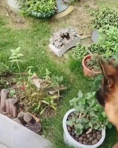 A German Shepherd and his kitten