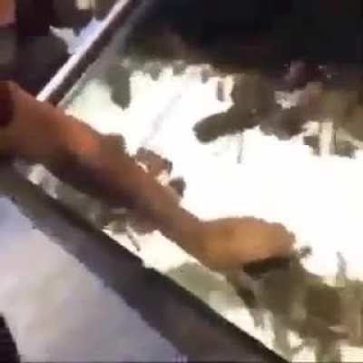 🦞