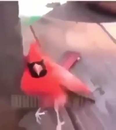 Cardinal