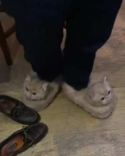 What? .... Twins?