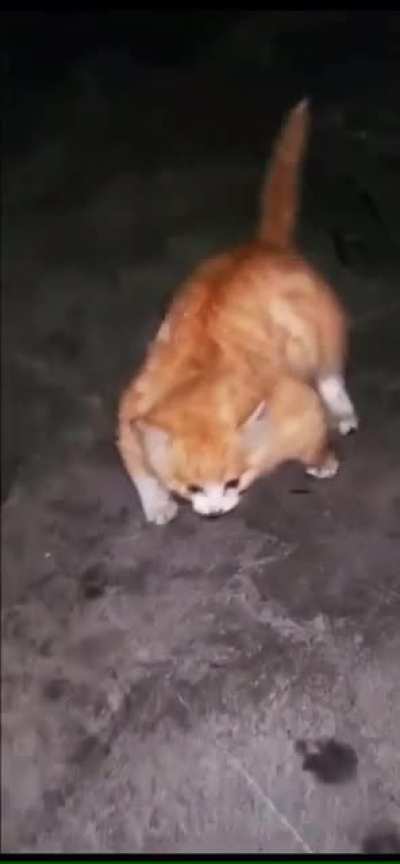 Kitten with Myostatin-related muscle hypertrophy which makes him very muscly. Looking for a source!