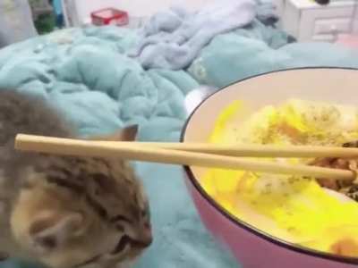 Angy kitten (not mine, sorry if repost)