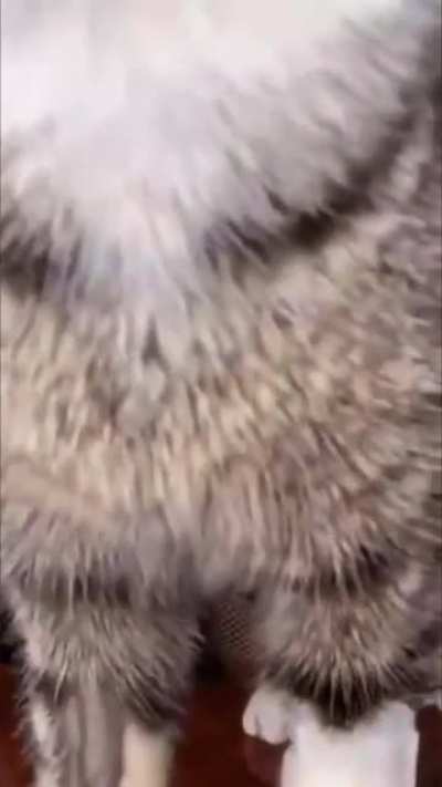 Bad kitty