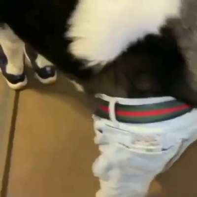 Dog Nigga > Gen Z Niggas 😈