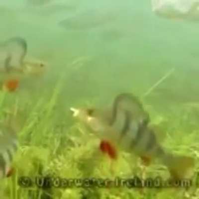 Haha fish go YEET