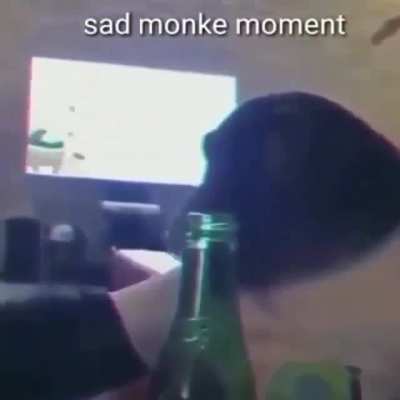 sad monke moment